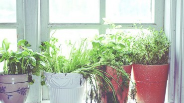 Sanitation & Gardening Service